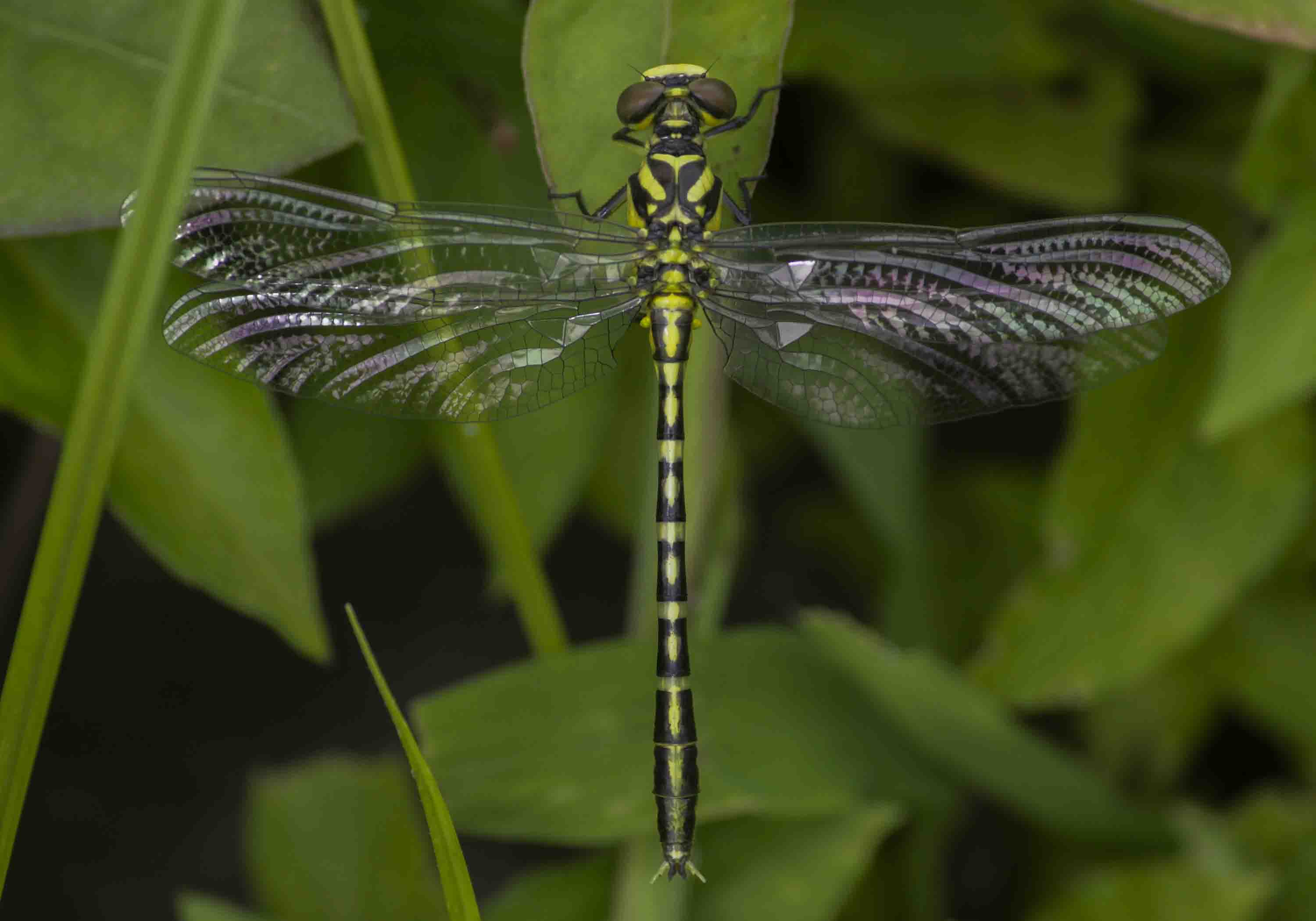 Two-Year Survey Records 143 Odonata Species Across Western Ghats, Highlights 35% Shortfall in Known Diversity