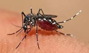 Madhya Pradesh Faces a Hidden Public Crisis: Emerges as the Biggest Market for Illegal Mosquito Repellent Incense Sticks in Central India